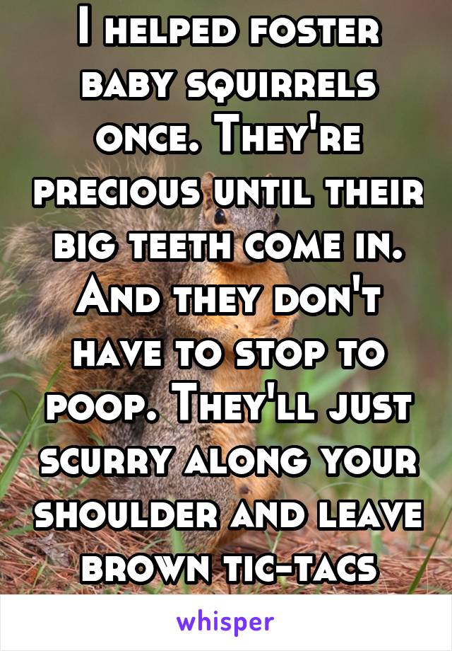 I helped foster baby squirrels once. They're precious until their big teeth come in. And they don't have to stop to poop. They'll just scurry along your shoulder and leave brown tic-tacs behind. 