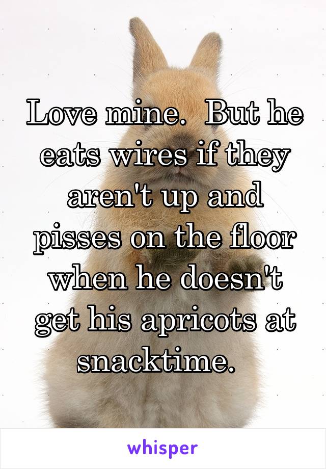 Love mine.  But he eats wires if they aren't up and pisses on the floor when he doesn't get his apricots at snacktime.  