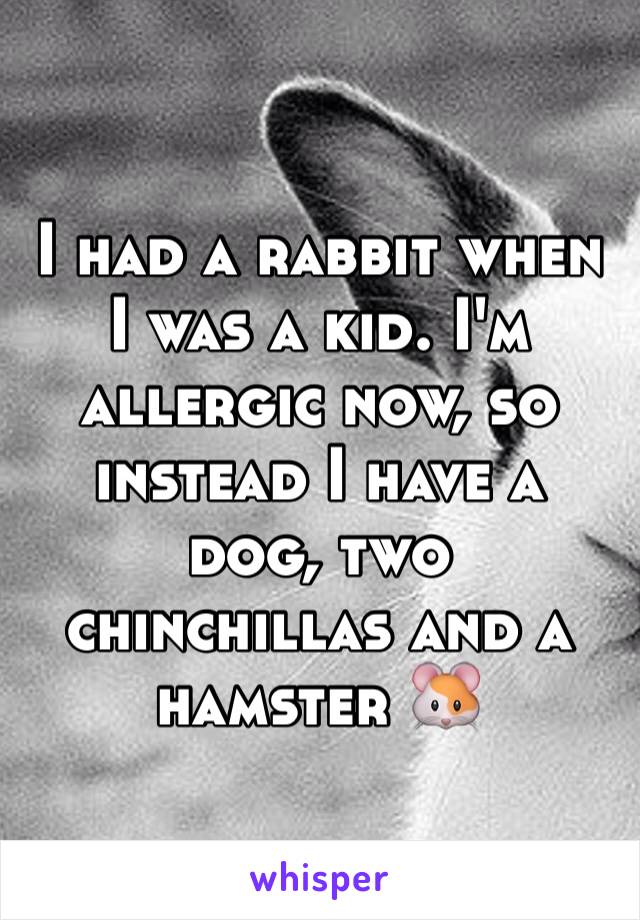 I had a rabbit when I was a kid. I'm allergic now, so instead I have a dog, two chinchillas and a hamster 🐹