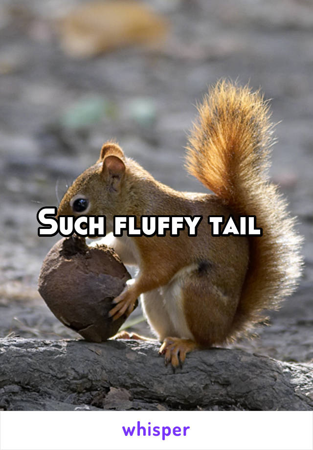 Such fluffy tail  