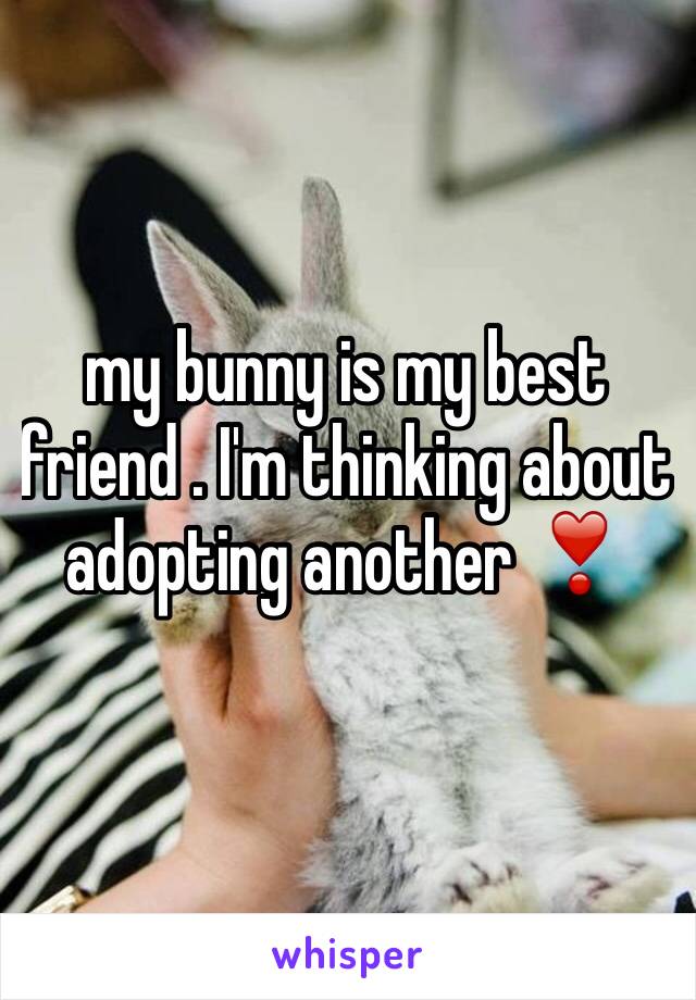 my bunny is my best friend . I'm thinking about adopting another ❣