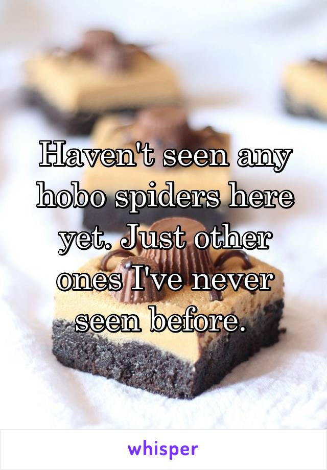 Haven't seen any hobo spiders here yet. Just other ones I've never seen before. 