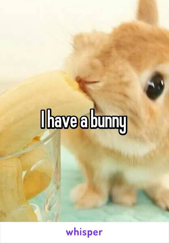 I have a bunny 