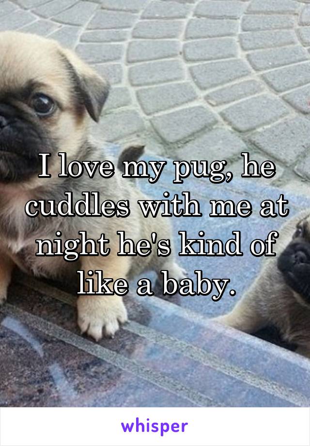 I love my pug, he cuddles with me at night he's kind of like a baby.