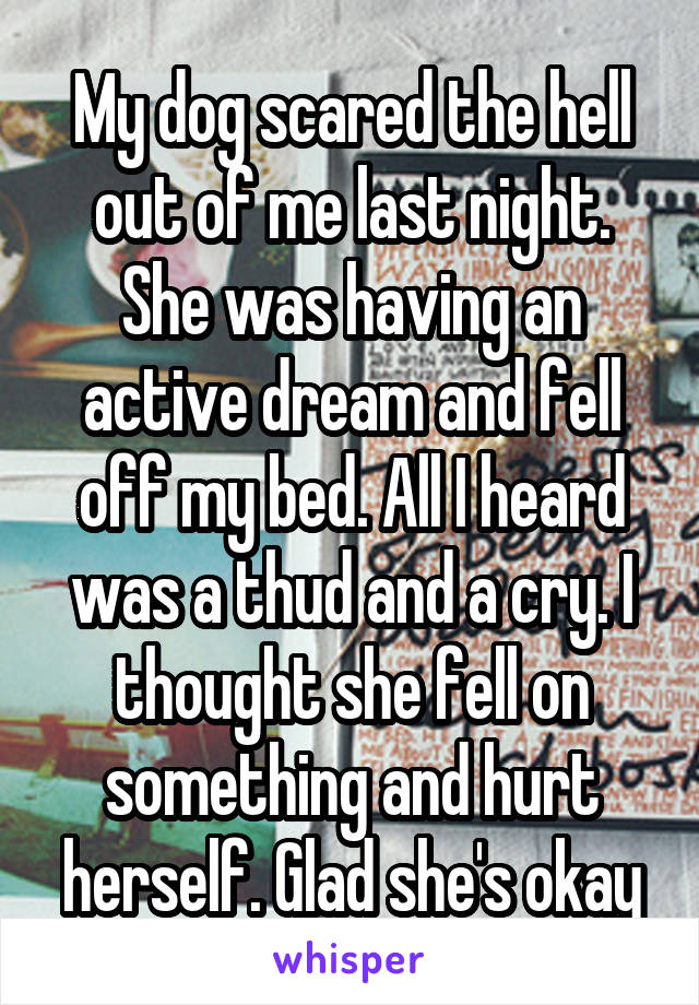 My dog scared the hell out of me last night. She was having an active dream and fell off my bed. All I heard was a thud and a cry. I thought she fell on something and hurt herself. Glad she's okay