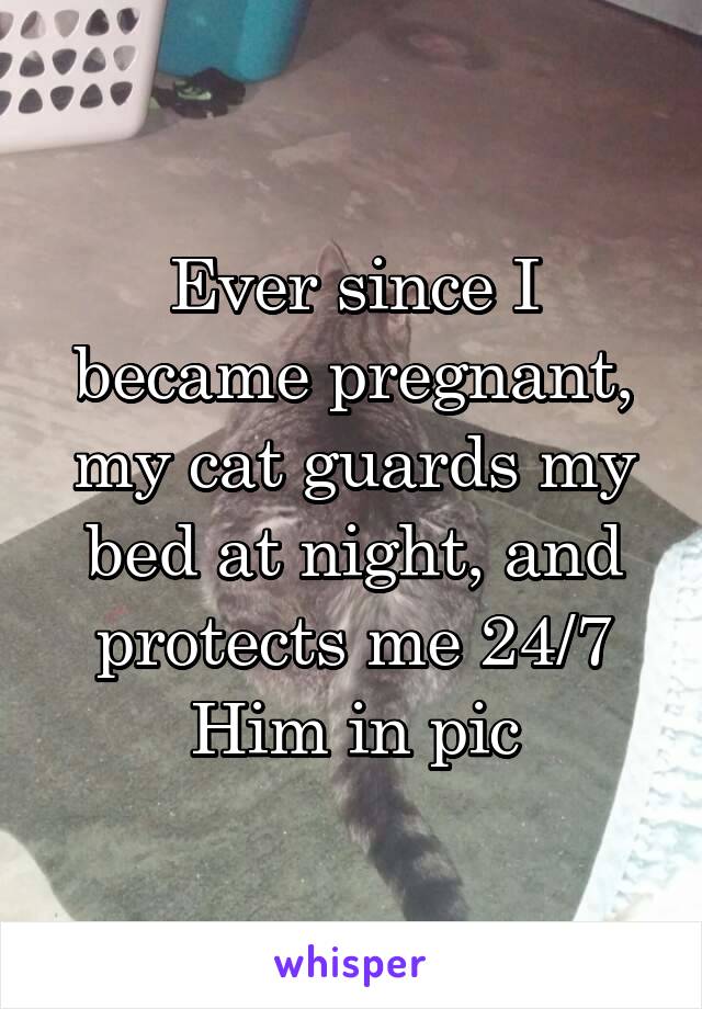 Ever since I became pregnant, my cat guards my bed at night, and protects me 24/7
Him in pic