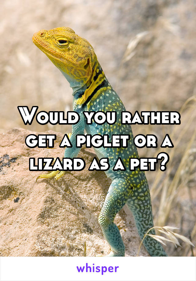 Would you rather get a piglet or a lizard as a pet?