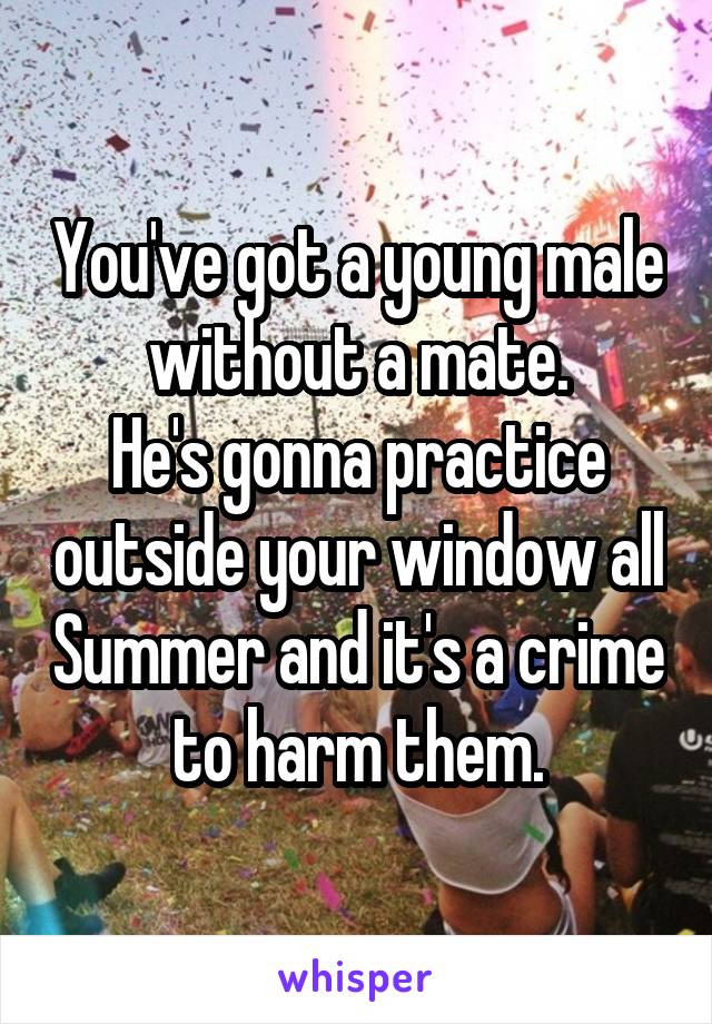 You've got a young male without a mate.
He's gonna practice outside your window all Summer and it's a crime to harm them.