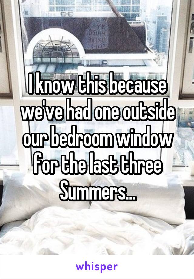 I know this because we've had one outside our bedroom window for the last three Summers...