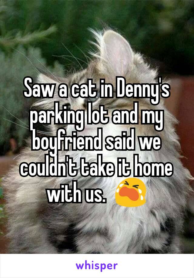 Saw a cat in Denny's parking lot and my boyfriend said we couldn't take it home with us.  😭