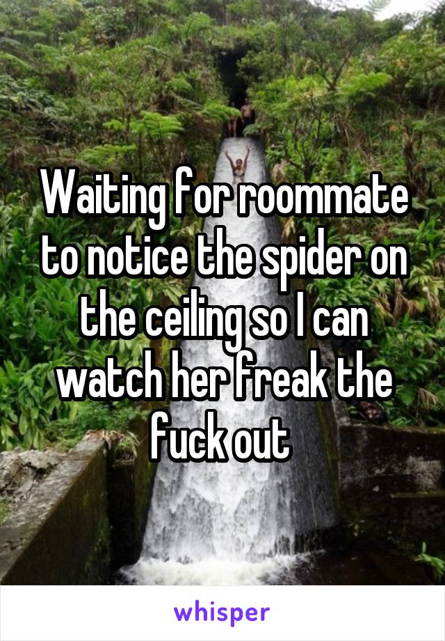 Waiting for roommate to notice the spider on the ceiling so I can watch her freak the fuck out 