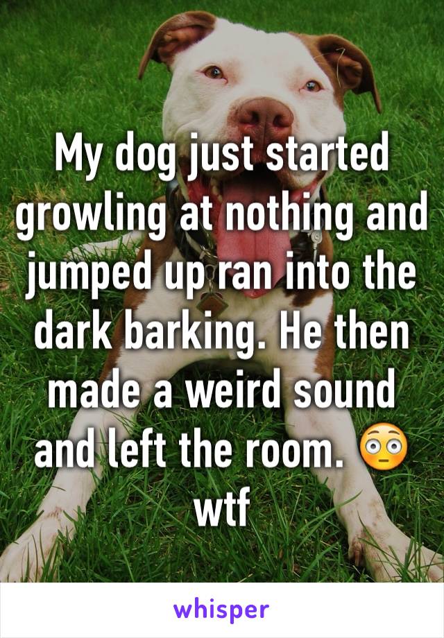 My dog just started growling at nothing and jumped up ran into the dark barking. He then made a weird sound and left the room. 😳 wtf