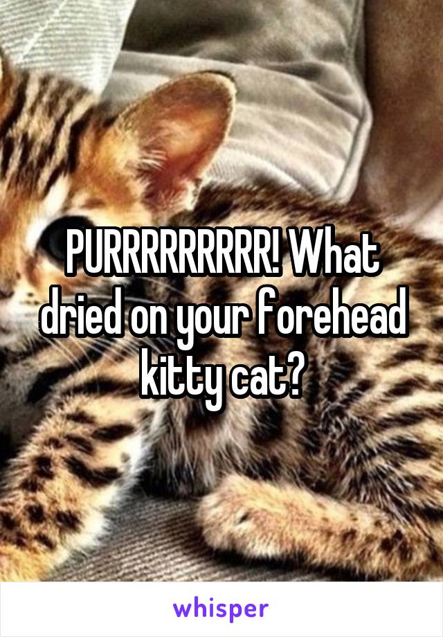 PURRRRRRRRR! What dried on your forehead kitty cat?