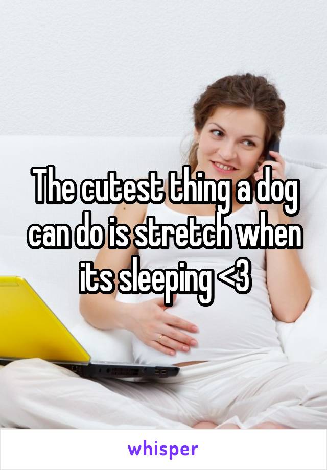 The cutest thing a dog can do is stretch when its sleeping <3