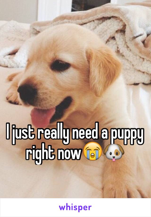 I just really need a puppy right now😭🐶