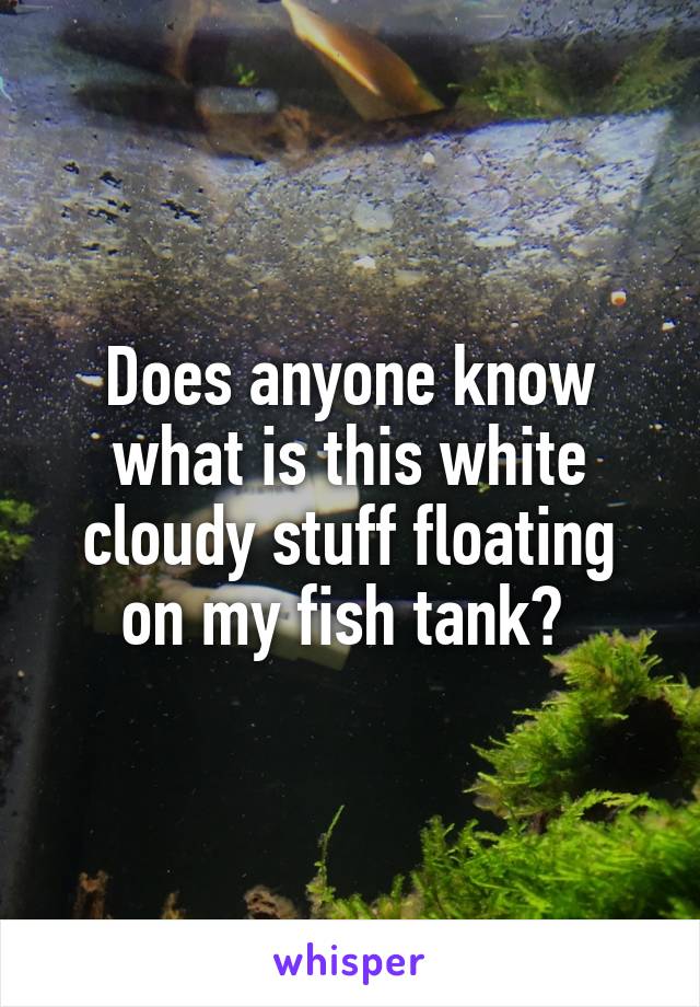 Does anyone know what is this white cloudy stuff floating on my fish tank? 