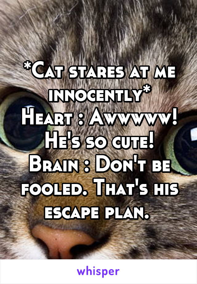 *Cat stares at me innocently*
Heart : Awwwww! He's so cute!
Brain : Don't be fooled. That's his escape plan. 