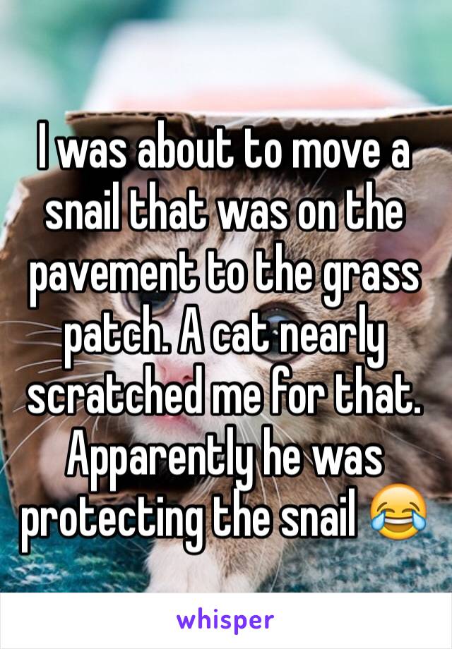 I was about to move a snail that was on the pavement to the grass patch. A cat nearly scratched me for that. Apparently he was protecting the snail 😂