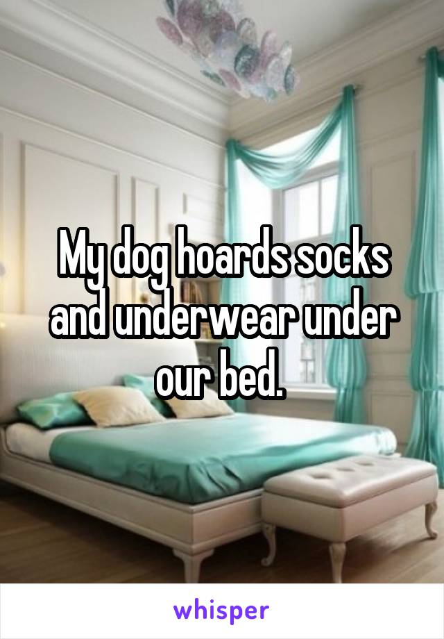 My dog hoards socks and underwear under our bed. 