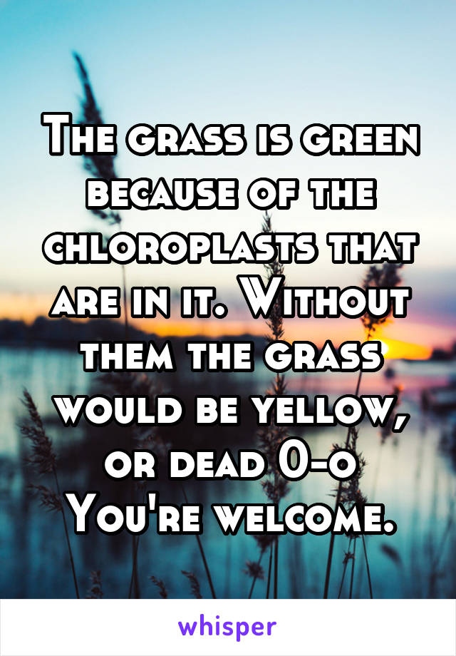 The grass is green because of the chloroplasts that are in it. Without them the grass would be yellow, or dead 0-o
You're welcome.