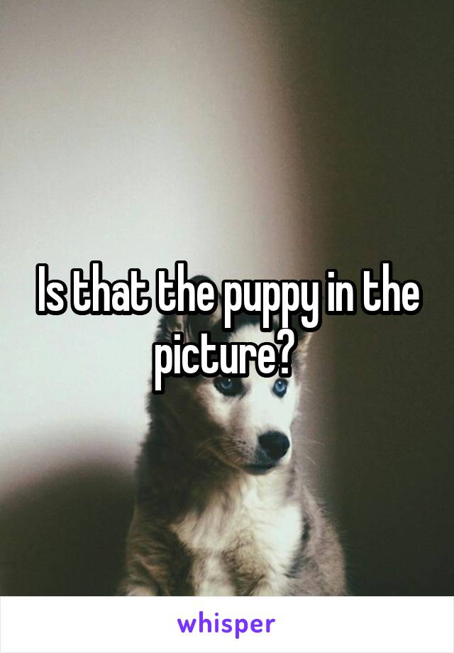 Is that the puppy in the picture? 