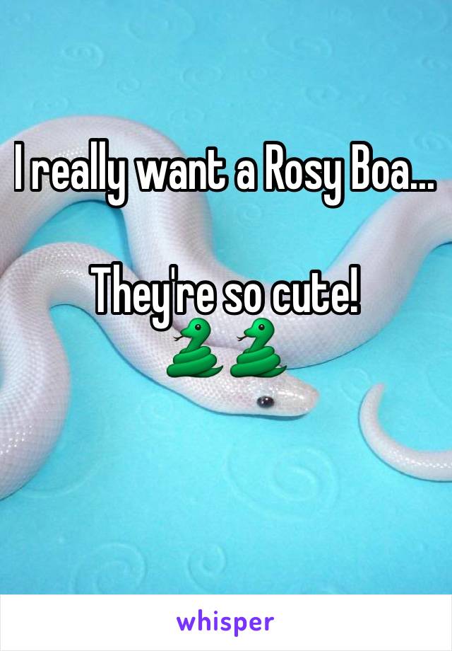 I really want a Rosy Boa...

They're so cute!
🐍🐍