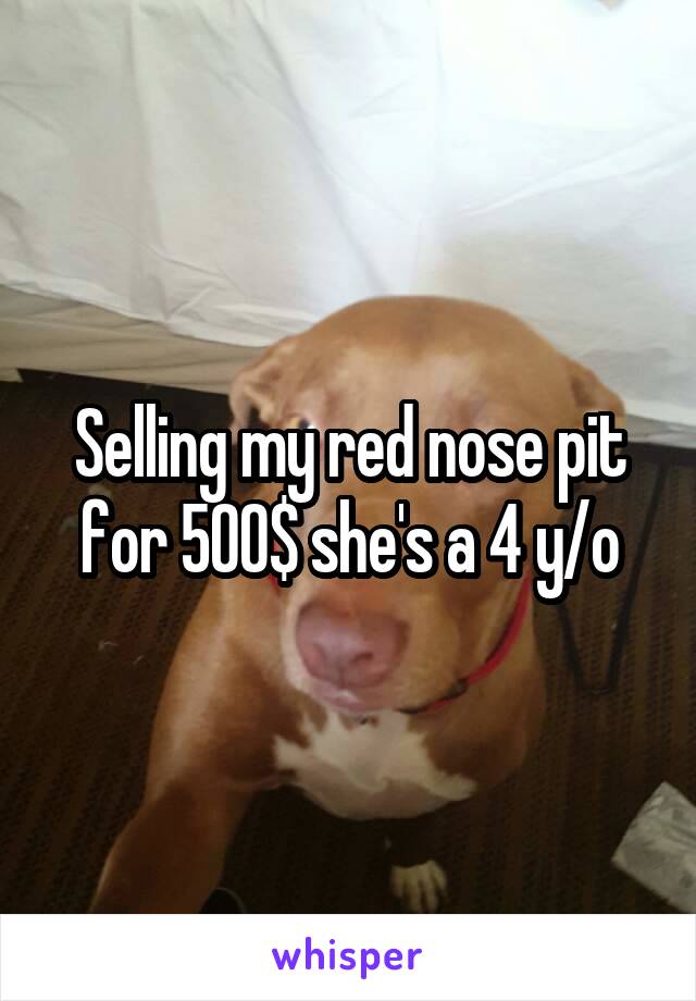 Selling my red nose pit for 500$ she's a 4 y/o