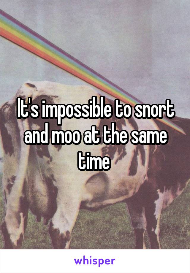 It's impossible to snort and moo at the same time 