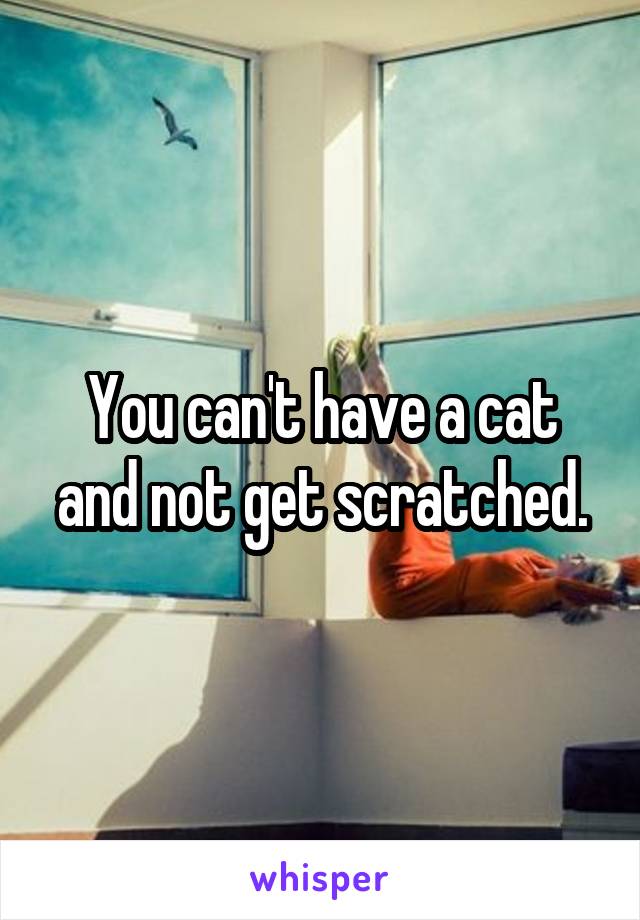 You can't have a cat and not get scratched.