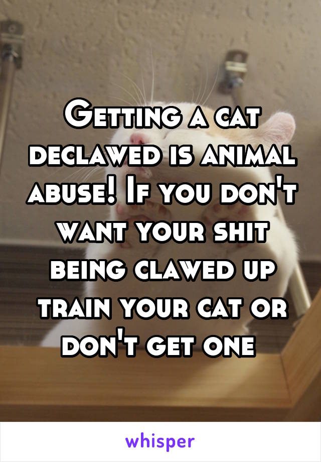 Getting a cat declawed is animal abuse! If you don't want your shit being clawed up train your cat or don't get one 