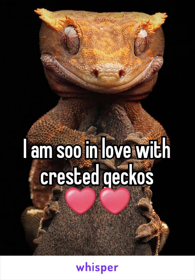 I am soo in love with crested geckos ❤❤