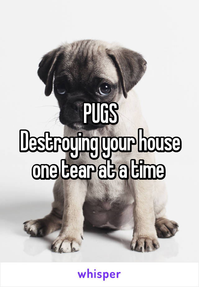 PUGS
Destroying your house one tear at a time 