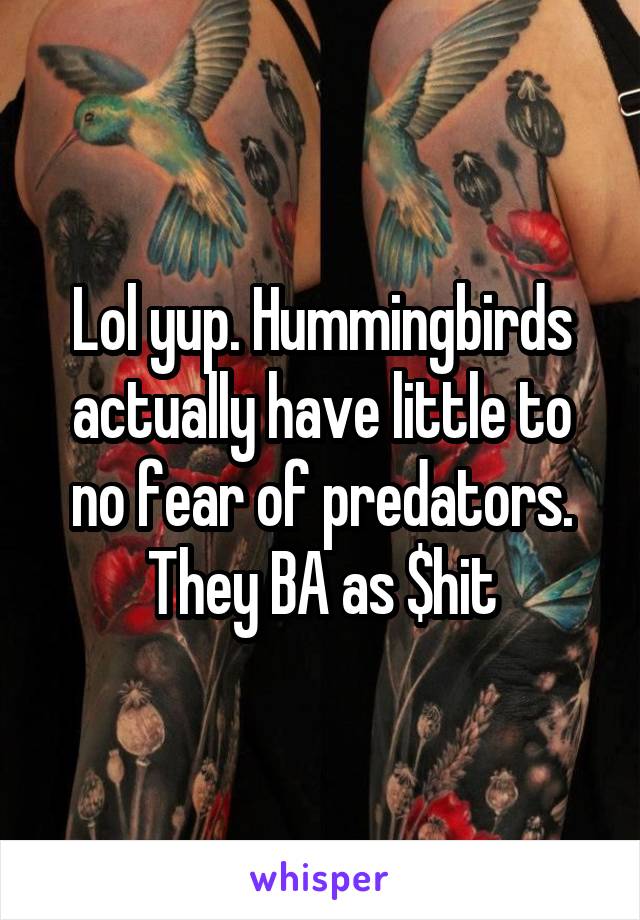 Lol yup. Hummingbirds actually have little to no fear of predators. They BA as $hit