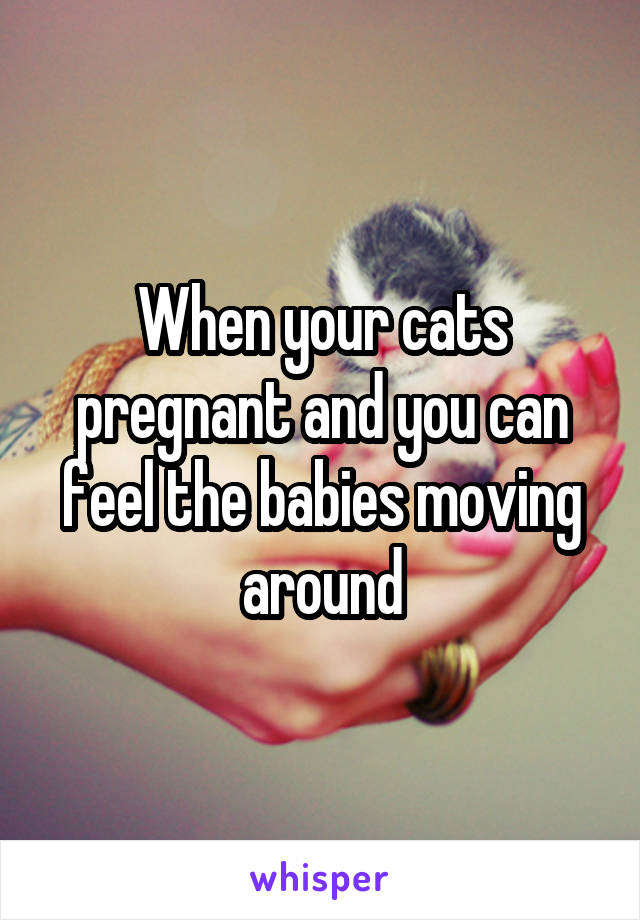 When your cats pregnant and you can feel the babies moving around