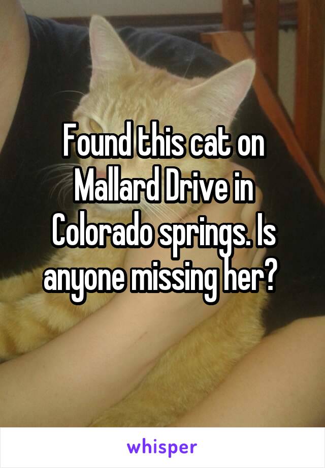 Found this cat on Mallard Drive in Colorado springs. Is anyone missing her? 
