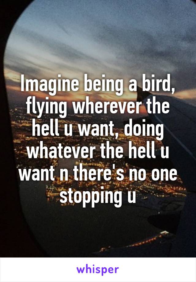 Imagine being a bird, flying wherever the hell u want, doing whatever the hell u want n there's no one stopping u