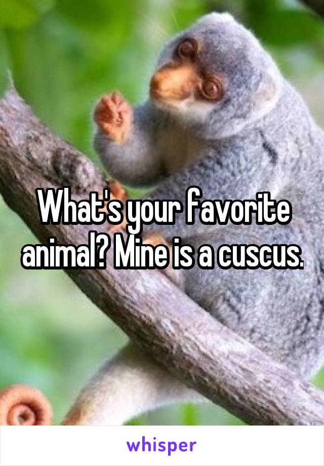 What's your favorite animal? Mine is a cuscus.