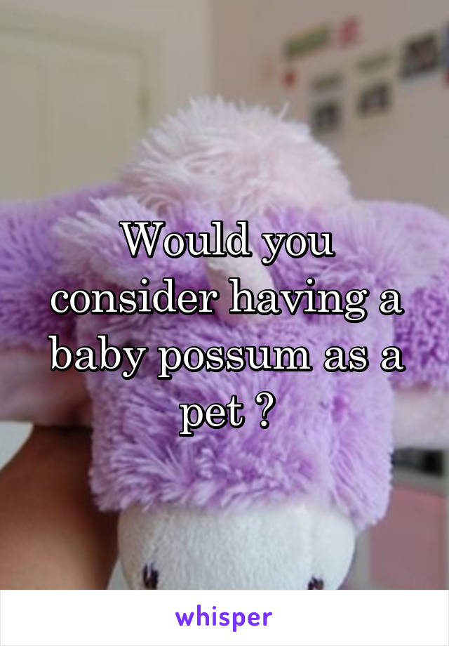 Would you consider having a baby possum as a pet ?