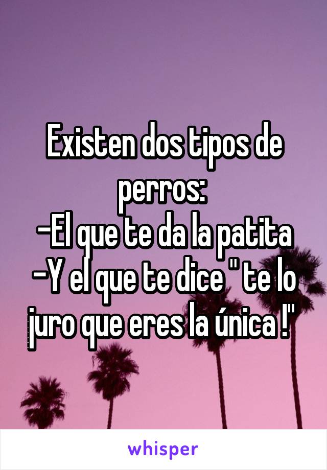 Existen dos tipos de perros: 
-El que te da la patita
-Y el que te dice " te lo juro que eres la única !" 