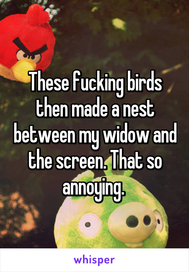 These fucking birds then made a nest between my widow and the screen. That so annoying. 