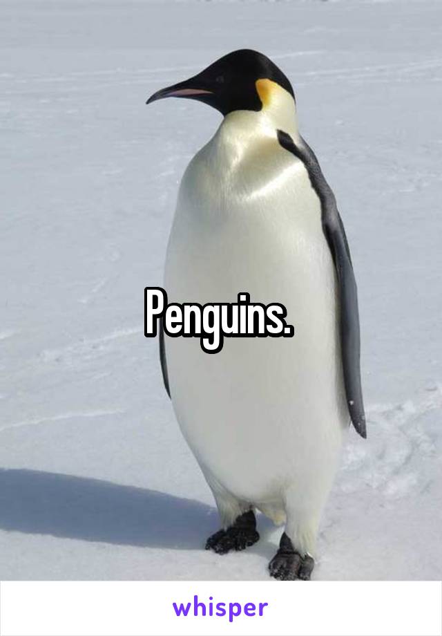 Penguins. 