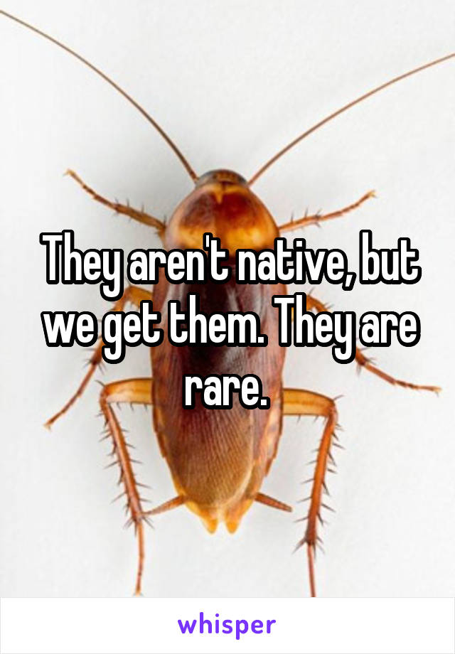 They aren't native, but we get them. They are rare. 