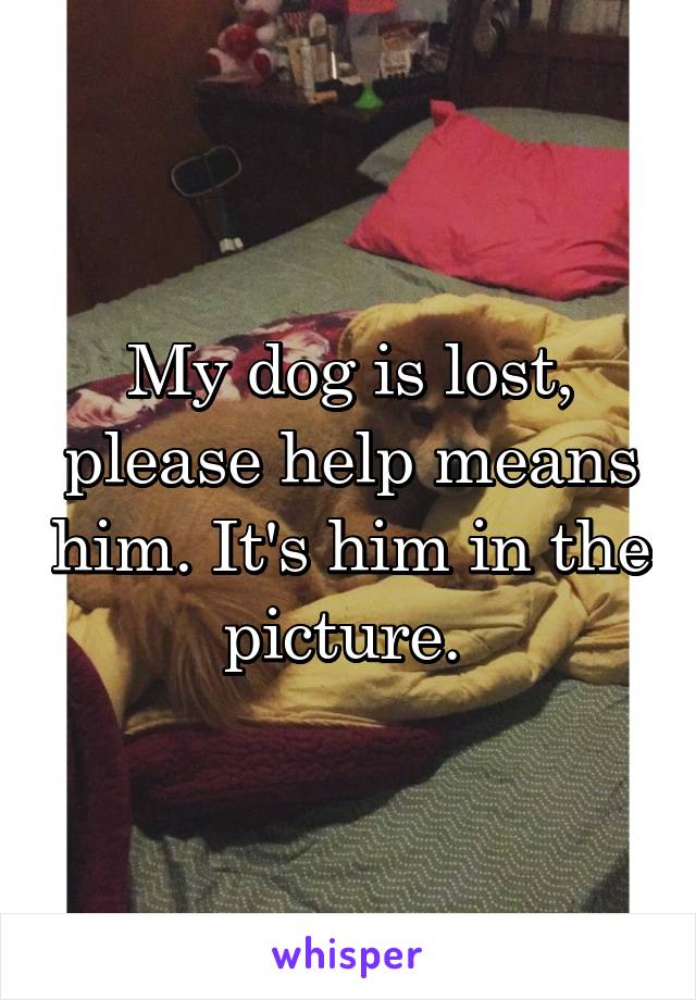 My dog is lost, please help means him. It's him in the picture. 