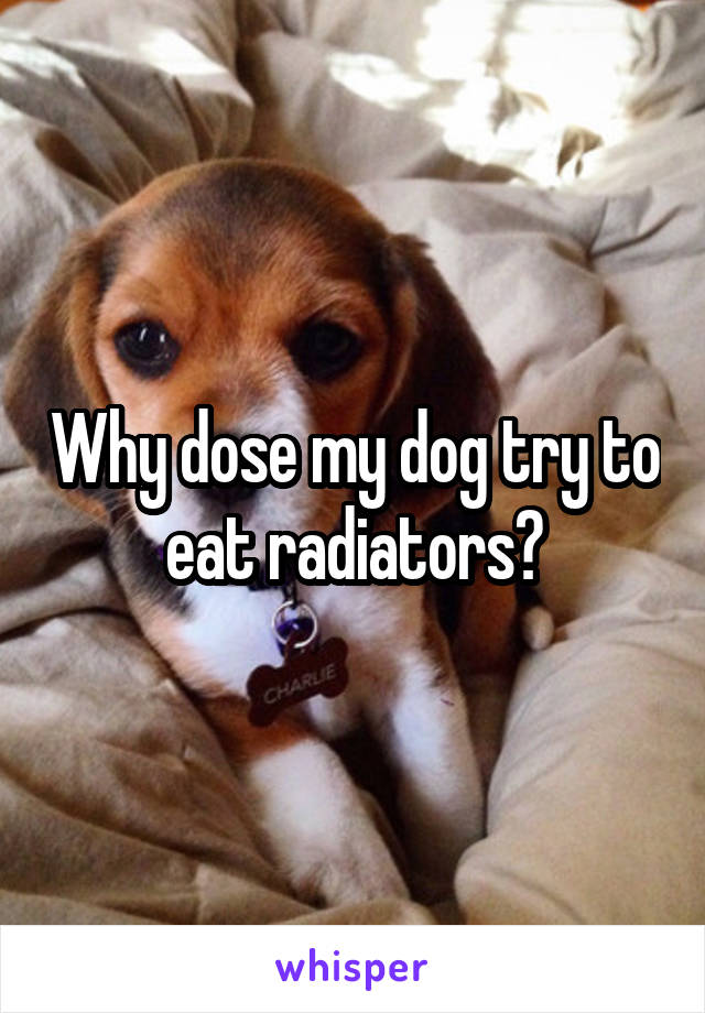 Why dose my dog try to eat radiators?