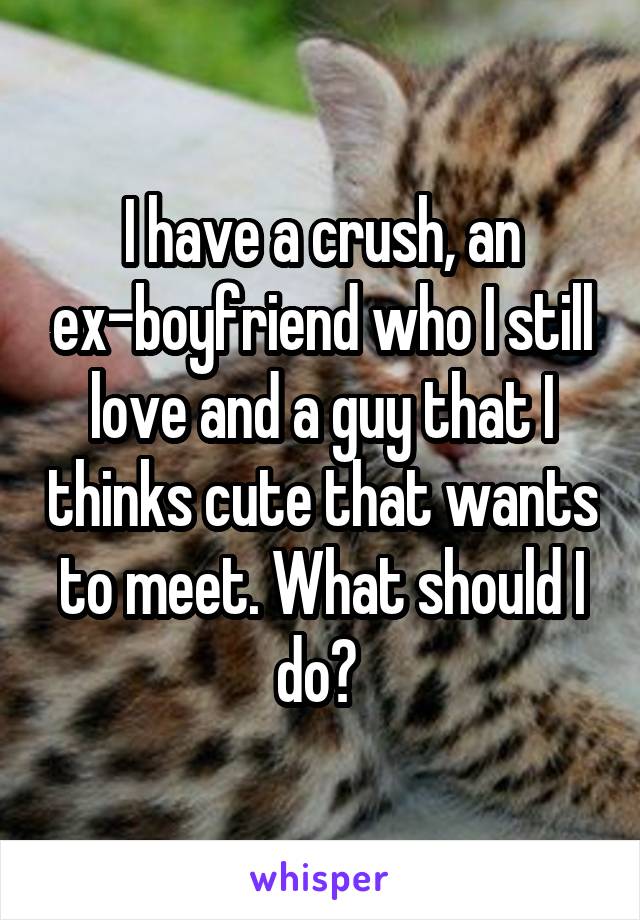 I have a crush, an ex-boyfriend who I still love and a guy that I thinks cute that wants to meet. What should I do? 