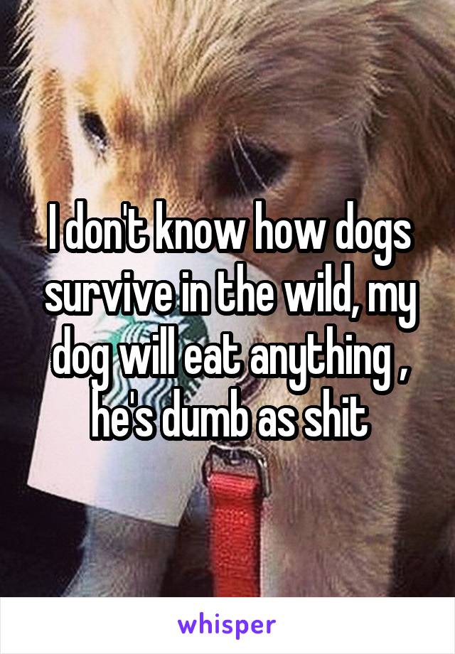 I don't know how dogs survive in the wild, my dog will eat anything , he's dumb as shit