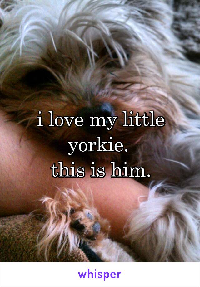 i love my little yorkie. 
this is him.