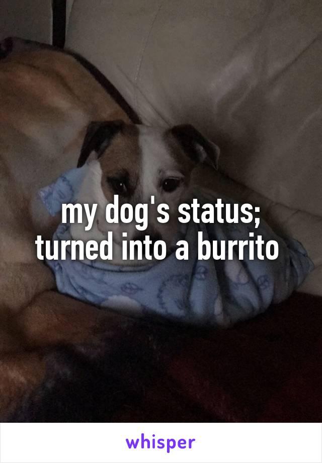 my dog's status; turned into a burrito 