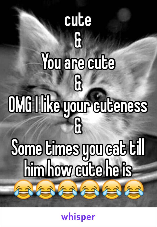 cute 
& 
You are cute 
&
OMG I like your cuteness 
&
Some times you cat till him how cute he is
😂😂😂😂😂😂
