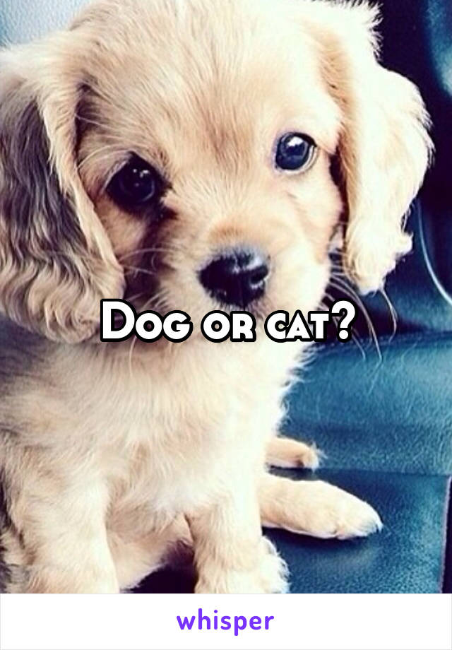 Dog or cat?